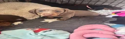 Miniature Dachshund dogs for sale: Kc registered Miniature dachshunds  - Advert 17