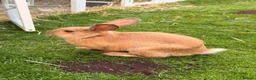 Mixed Breed rabbits for sale: Rabbits  - Advert 5
