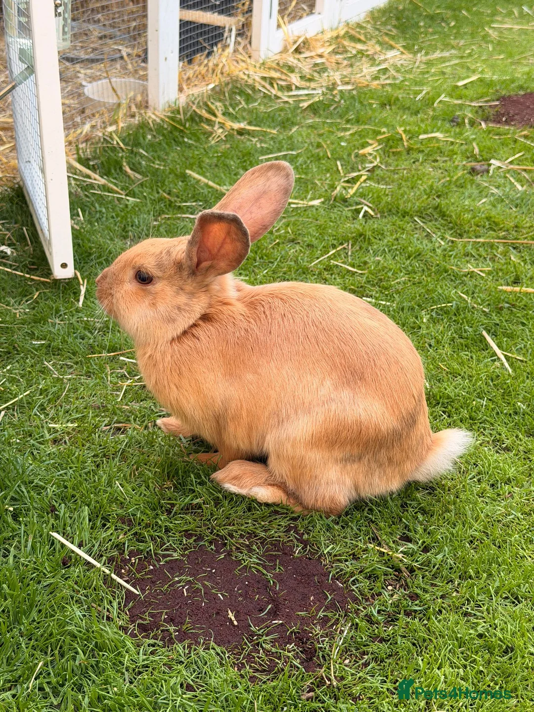 Mixed Breed rabbits for sale: Rabbits  - Advert 5