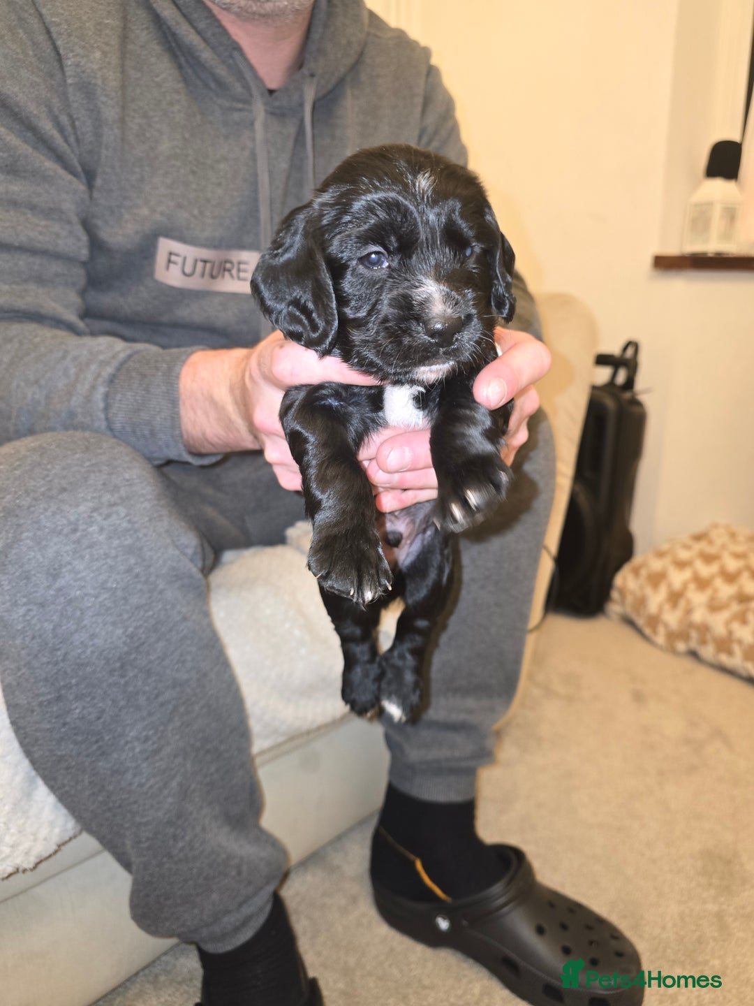 Cocker Spaniel dogs for sale: Working cocker spaniel males  - Advert 8