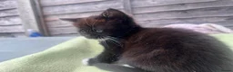 Mixed Breed cats for sale: Adorable kitten available for sale. - Advert 4