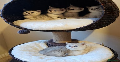 British Shorthair cats - Advert 2
