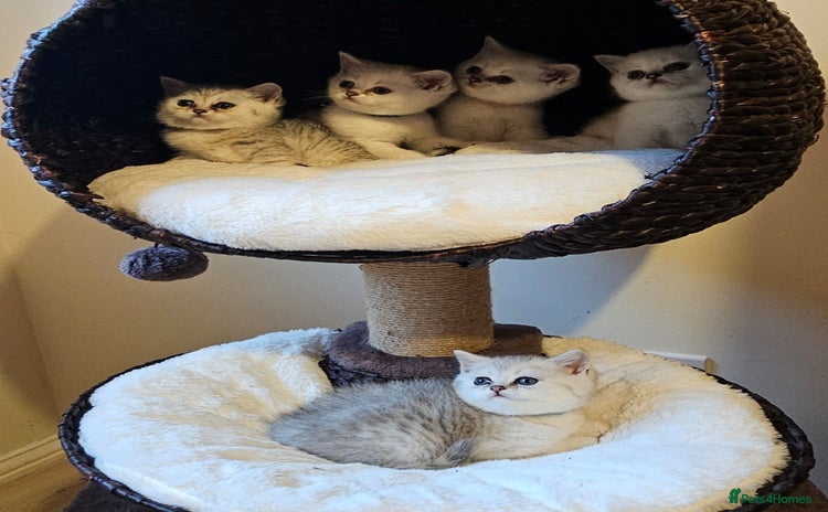 British Shorthair cats - Advert 3