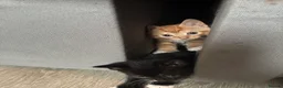 Mixed Breed cats for sale: 4 cute kittens  - Advert 7