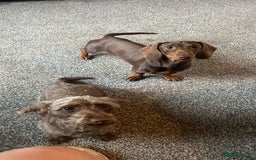 Mixed Breed dogs for sale: Dachschund puppies - Image 2