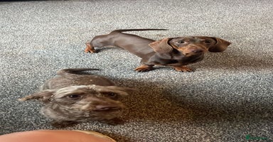 Mixed Breed dogs - Advert 15