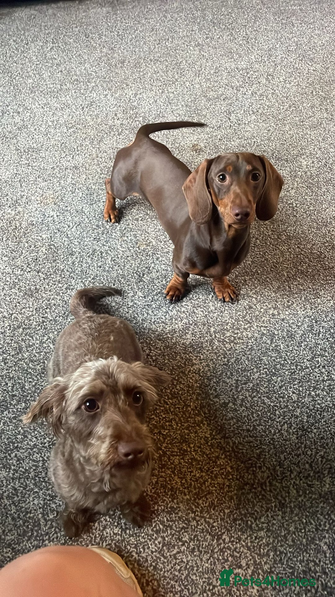 Mixed Breed dogs for sale: Dachschund puppies - Image 2