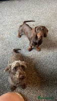 Mixed Breed dogs - Advert 9