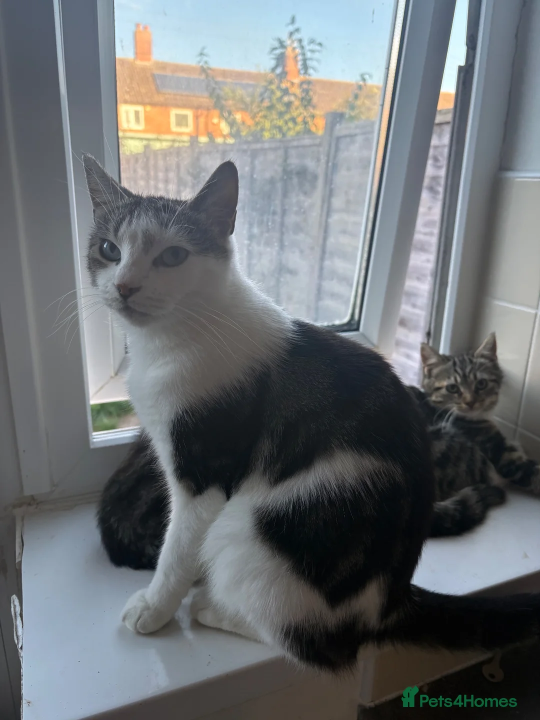 Mixed Breed cats for sale: Cute tabby kittens  - Advert 1