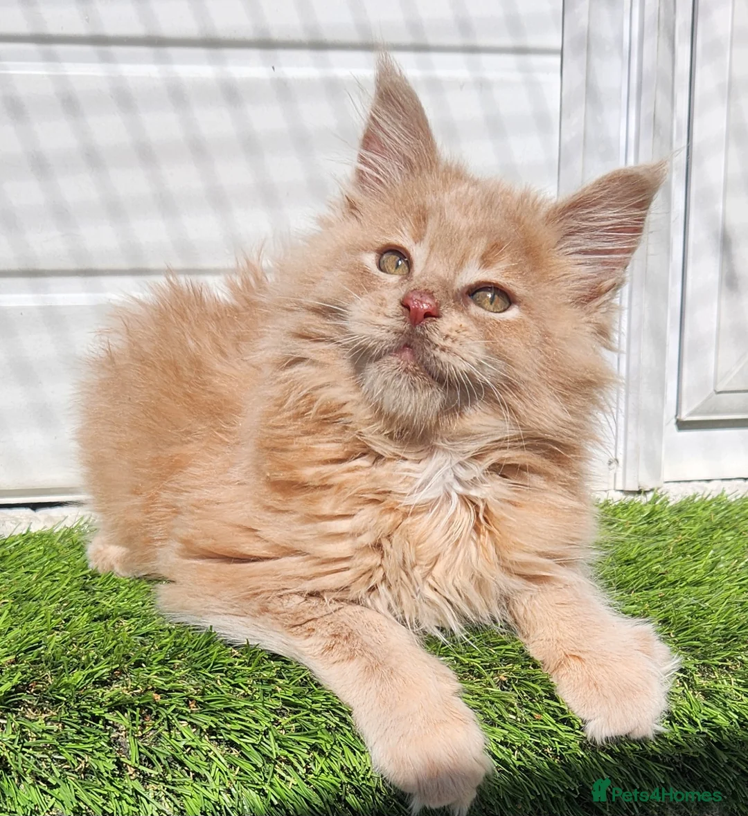 Maine Coon cats for sale: Beautiful gccf PET registered maine coon babies  - Advert 2