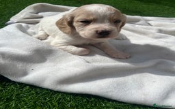Cocker Spaniel dogs for sale: 4 LOVELY COCKER SPANIELS--10 WKS - Image 4