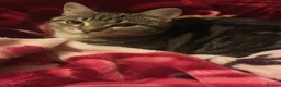 Domestic Shorthair cats for sale: Beautiful kittens  - Advert 5