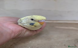 Budgerigars birds for sale: Baby budgies and starter cage  - Image 13