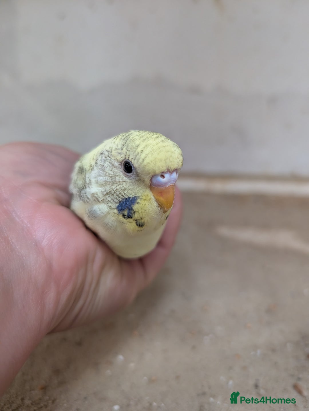 Budgerigars birds for sale: Baby budgies and starter cage  - Image 13