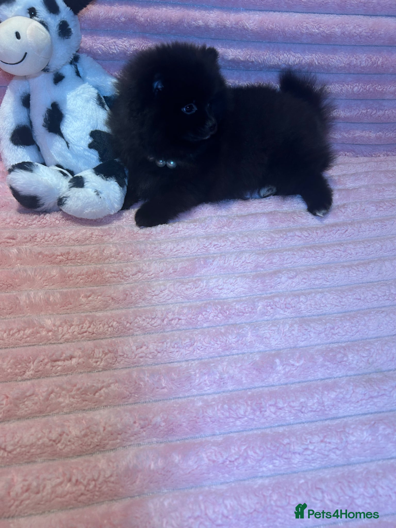 Pomeranian dogs 🩷Last Girl🩷Beautiful Pomeranian Puppies 🩷🐶🩷 - Advert 13