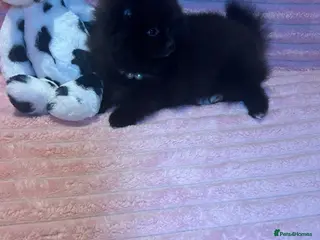 Pomeranian dogs 🩷Last Girl🩷Beautiful Pomeranian Puppies 🩷🐶🩷 - Advert 13