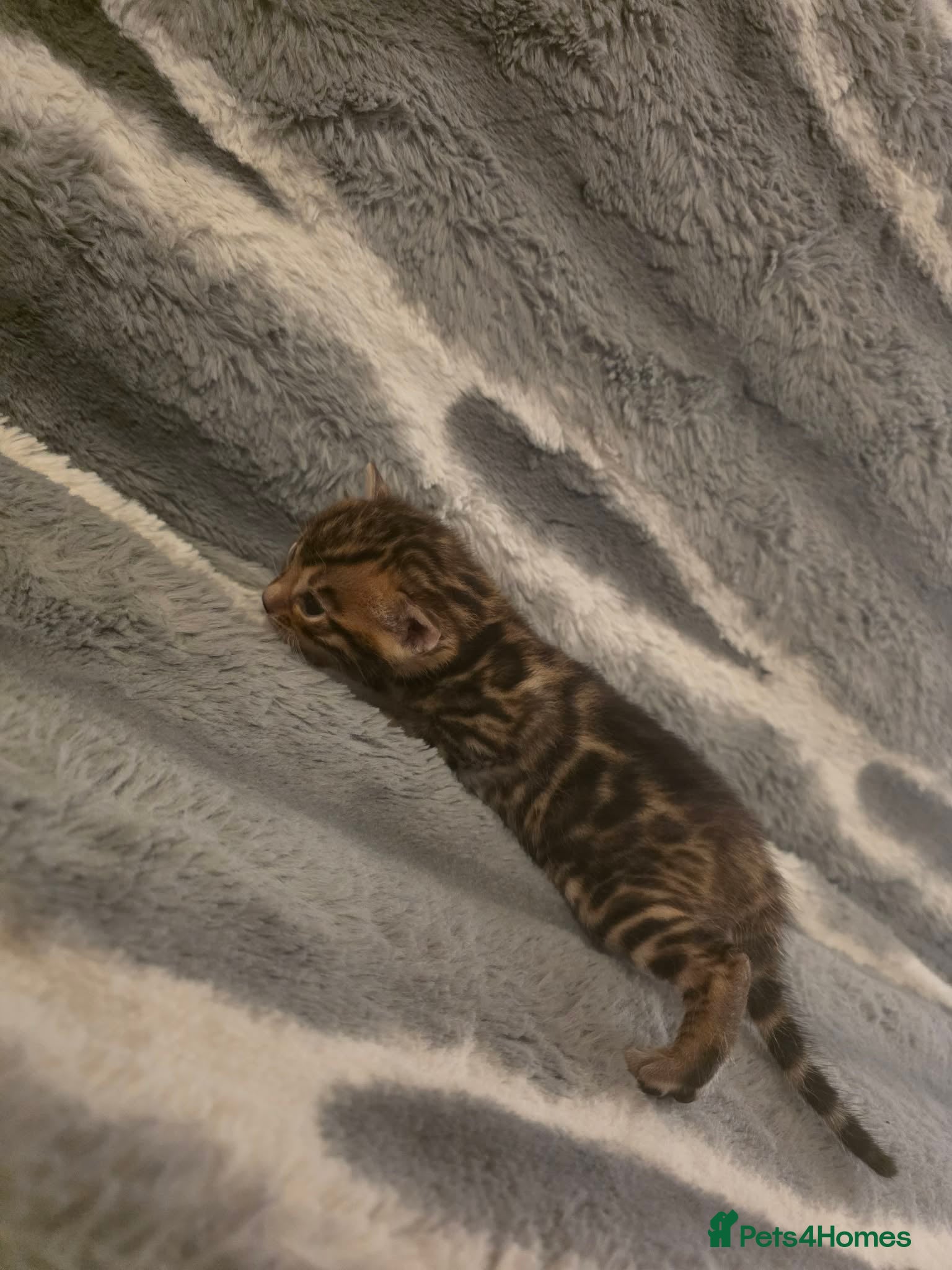 Bengal cats Full pedigree babies - Advert 2