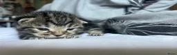 Mixed Breed cats for sale: Beautiful kittens  in Woking - Advert 15