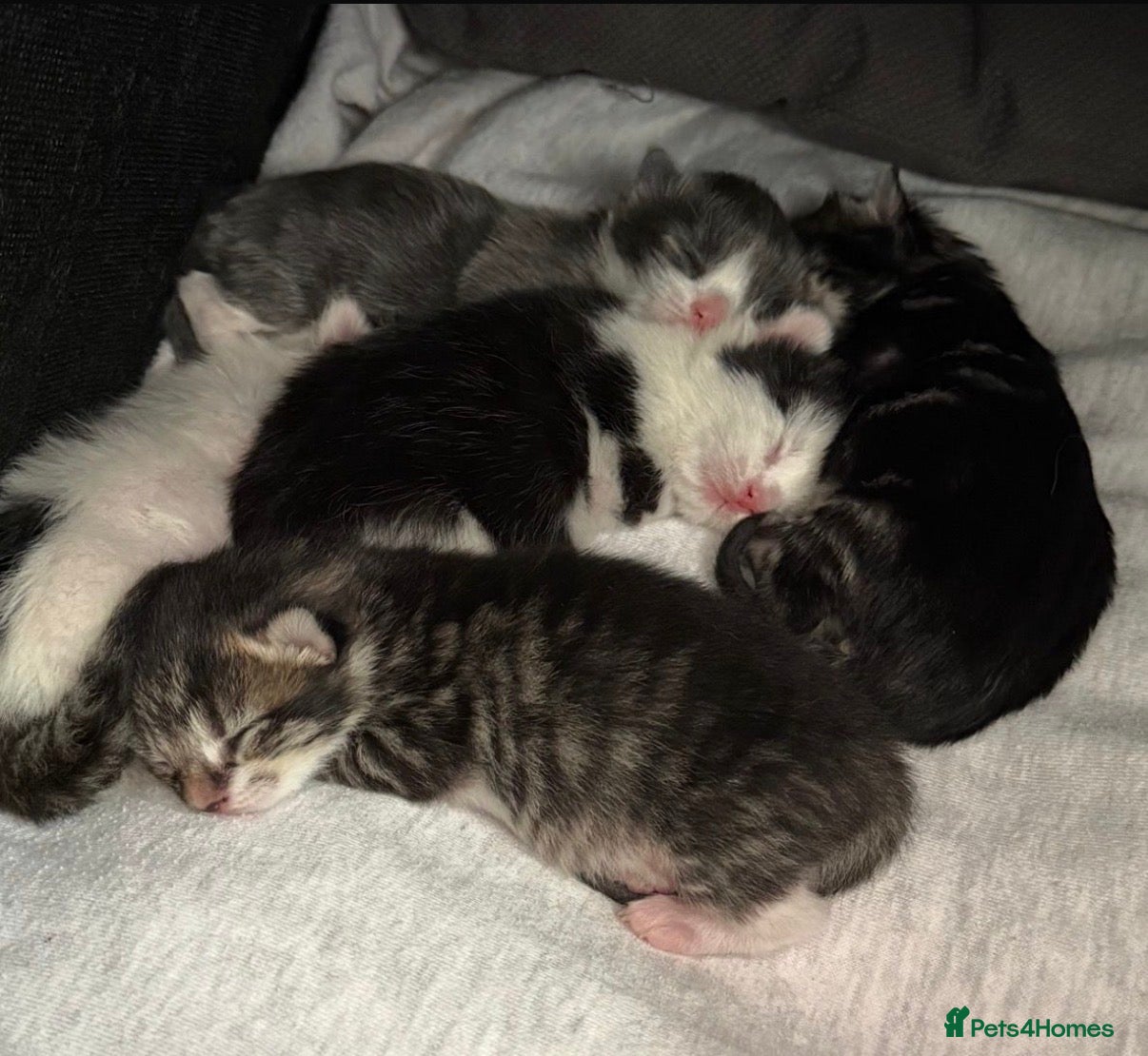 Mixed Breed cats 5 Gorgeous Kittens – Fluffy –  - Advert 2