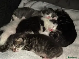 Mixed Breed cats 5 Gorgeous Kittens – Fluffy – - Advert 2