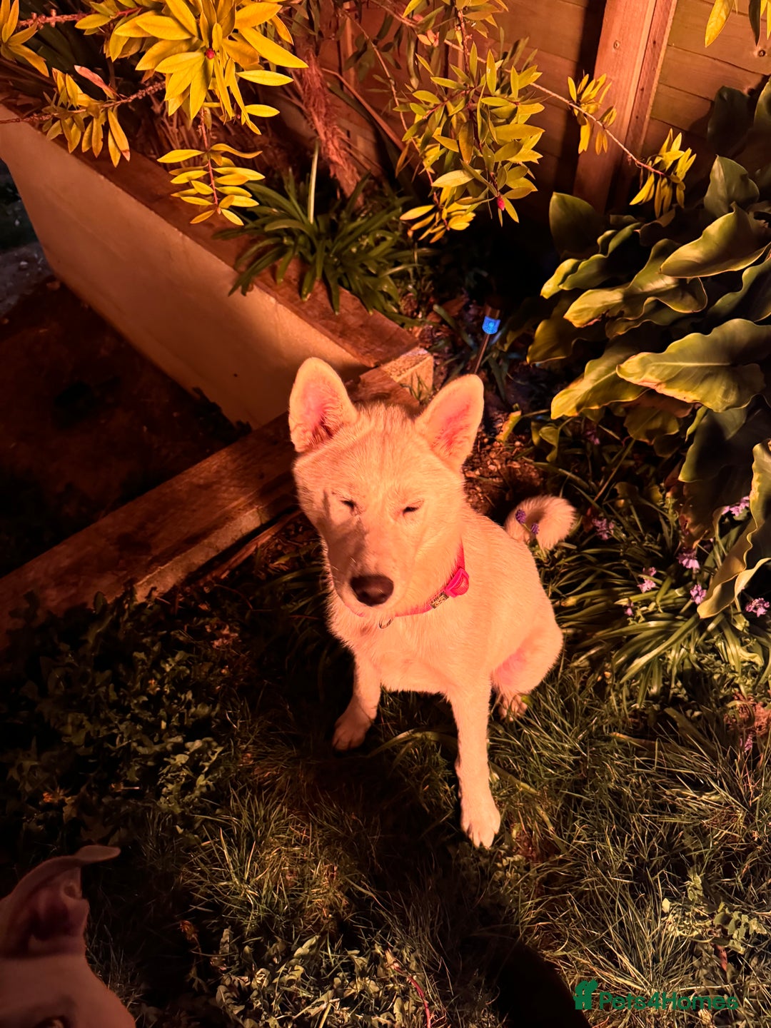 Mixed Breed dogs for sale: Snowy - Image 20