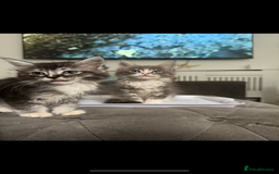 Maine Coon cats for sale: Two giant mainecoons left👀🏡 - Image 5
