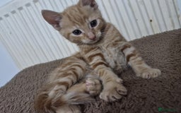 Dwelf cats for sale: Four gorgeous cats for sale - Image 4