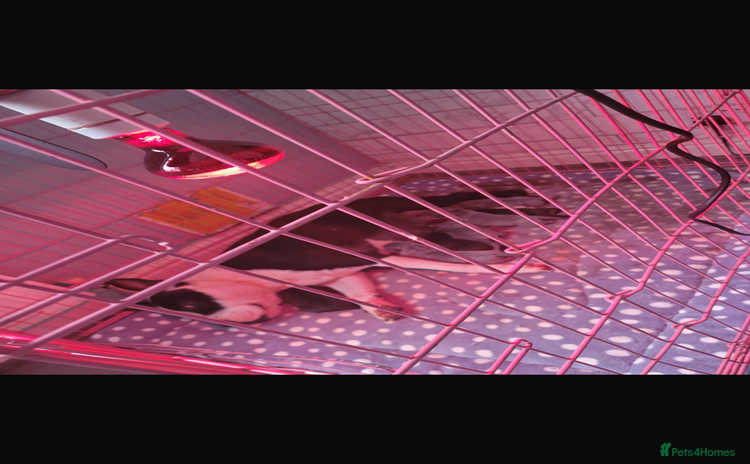 Staffordshire Bull Terrier dogs Staffy puppies  - Advert 4