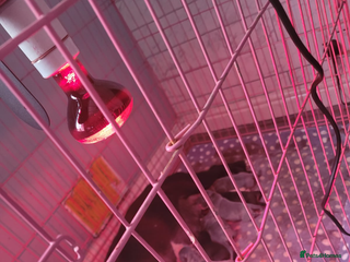 Staffordshire Bull Terrier dogs for sale: Staffy puppies - Advert 1