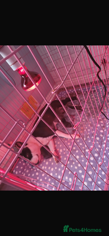 Staffordshire Bull Terrier dogs Staffy puppies - Advert 1