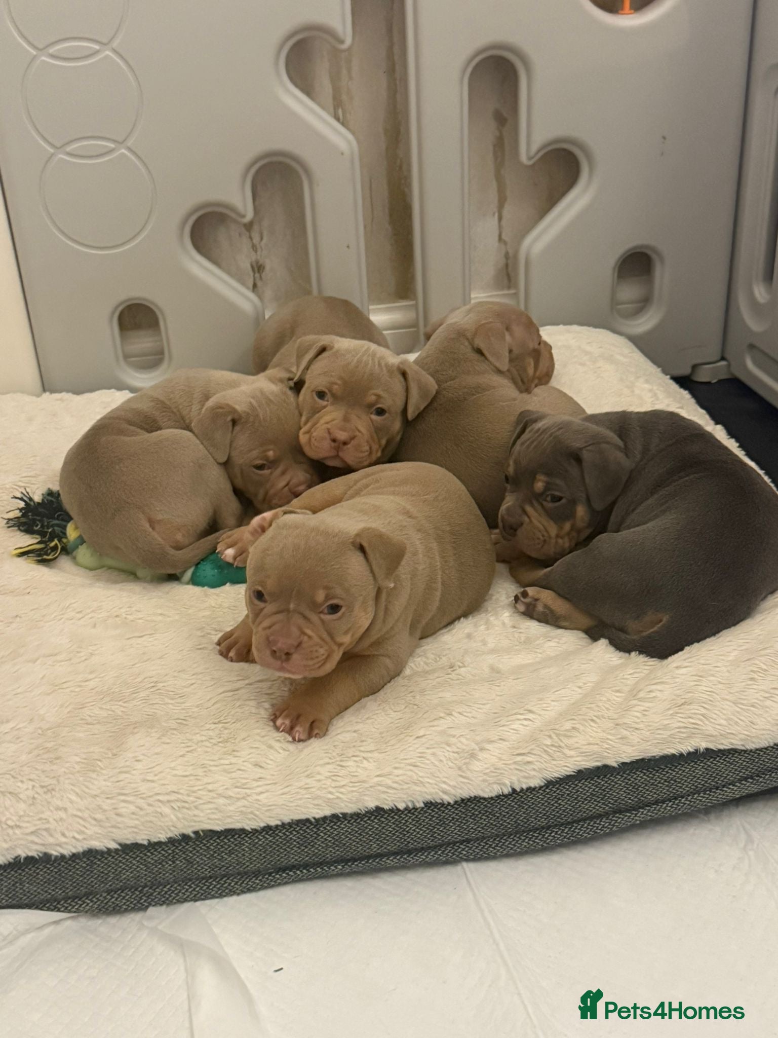 American Bully dogs Pocket bully pups - Advert 1