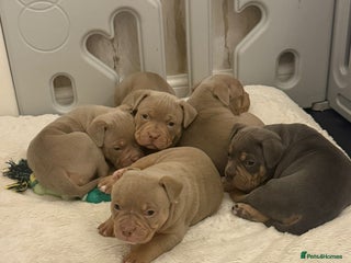 American Bully dogs Pocket bully pups - Advert 17