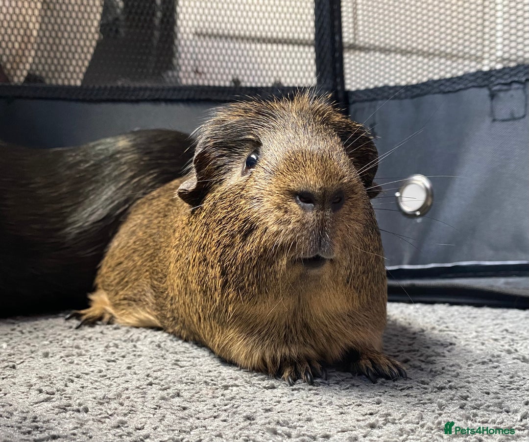Guinea Pig rodents for sale: 4 Year Old Guinea Pig English Crested  - Advert 1