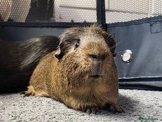 Guinea Pig rodents 4 Year Old Guinea Pig English Crested - Advert 1