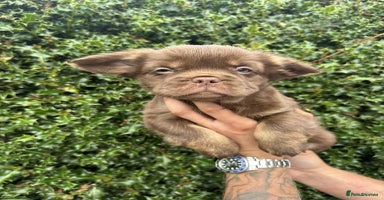 French Bulldog dogs - Advert 3