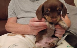 Dachshund dogs for sale: Mini dachshund puppies - Image 9