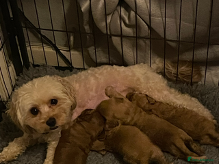 Cavapoo dogs F1BB TINY CAVAPOO’s - Advert 1