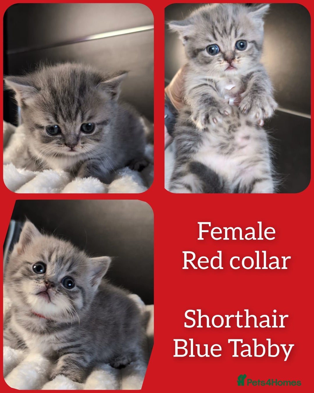 British Shorthair cats for sale: 💖💖💖BSH & BLH💫 GCCF & TICA red - Advert 13