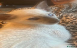 Siamese cats for sale: Siamese kittens  - Image 9