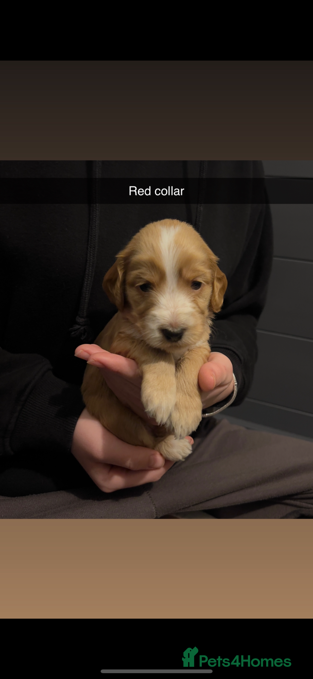 Cockapoo dogs for sale: F1b cockapoo puppies  - Advert 5