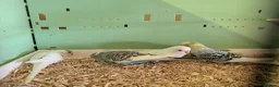 Budgerigars birds for sale: Baby Budgies - Advert 9