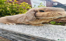 Mini Lop rabbits for sale: Long hair fluffy rabbit - Image 1