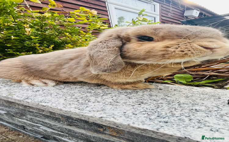 Mini Lop rabbits - Advert 16