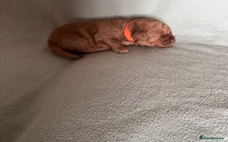 Australian Labradoodle dogs for sale: Fib Labradoodle puppies - Advert 12