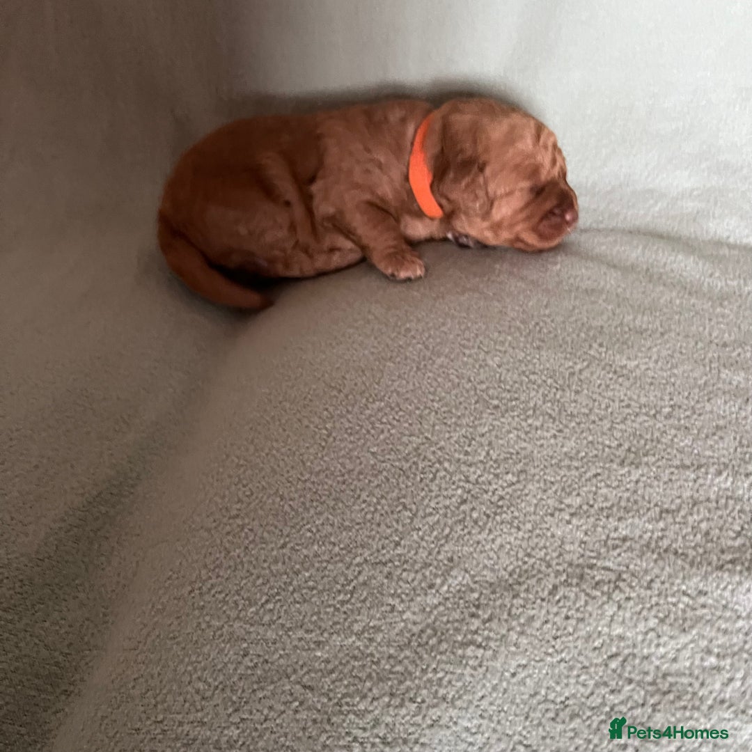 Australian Labradoodle dogs for sale: Fib Labradoodle puppies - Advert 12