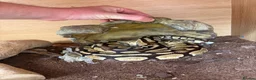 Python Snake reptiles for sale: 2 royal pythons and full set up in Eastbourne - Advert 2