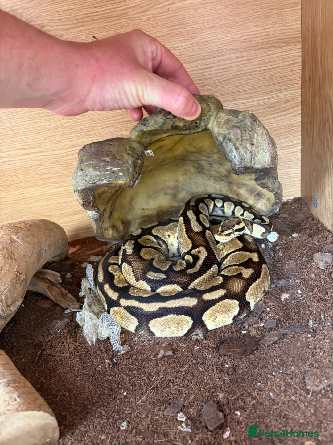Python Snake reptiles for sale: 2 royal pythons and full set up in Eastbourne - Advert 2