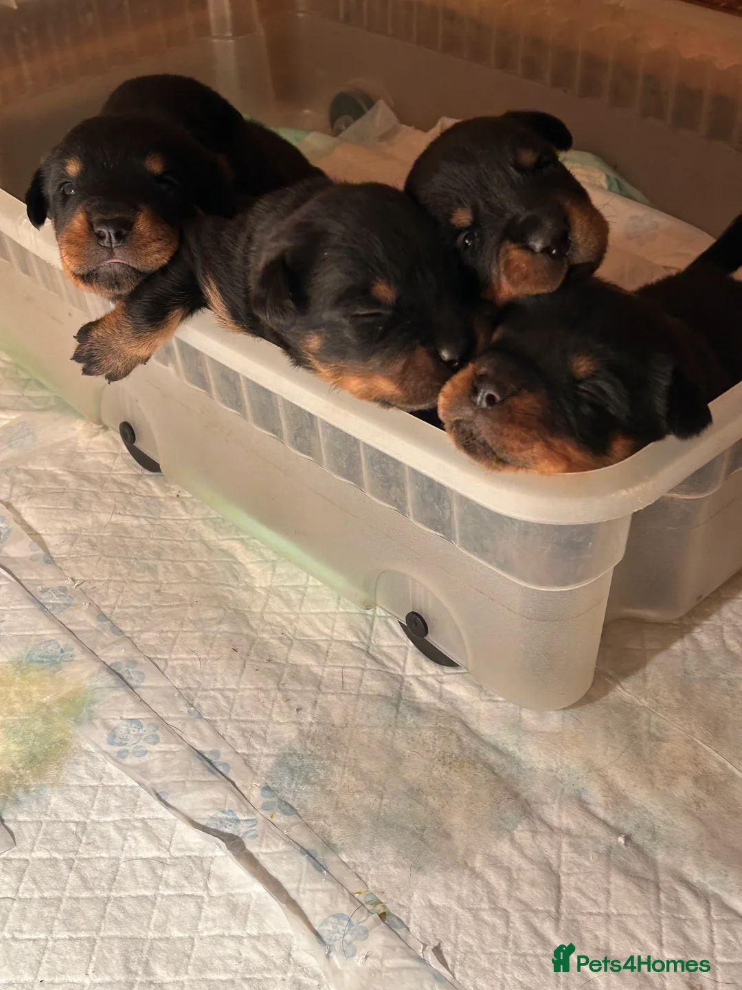 Rottweiler dogs for sale: Champion  bloodline Rottwiler Puppies  - Advert 27