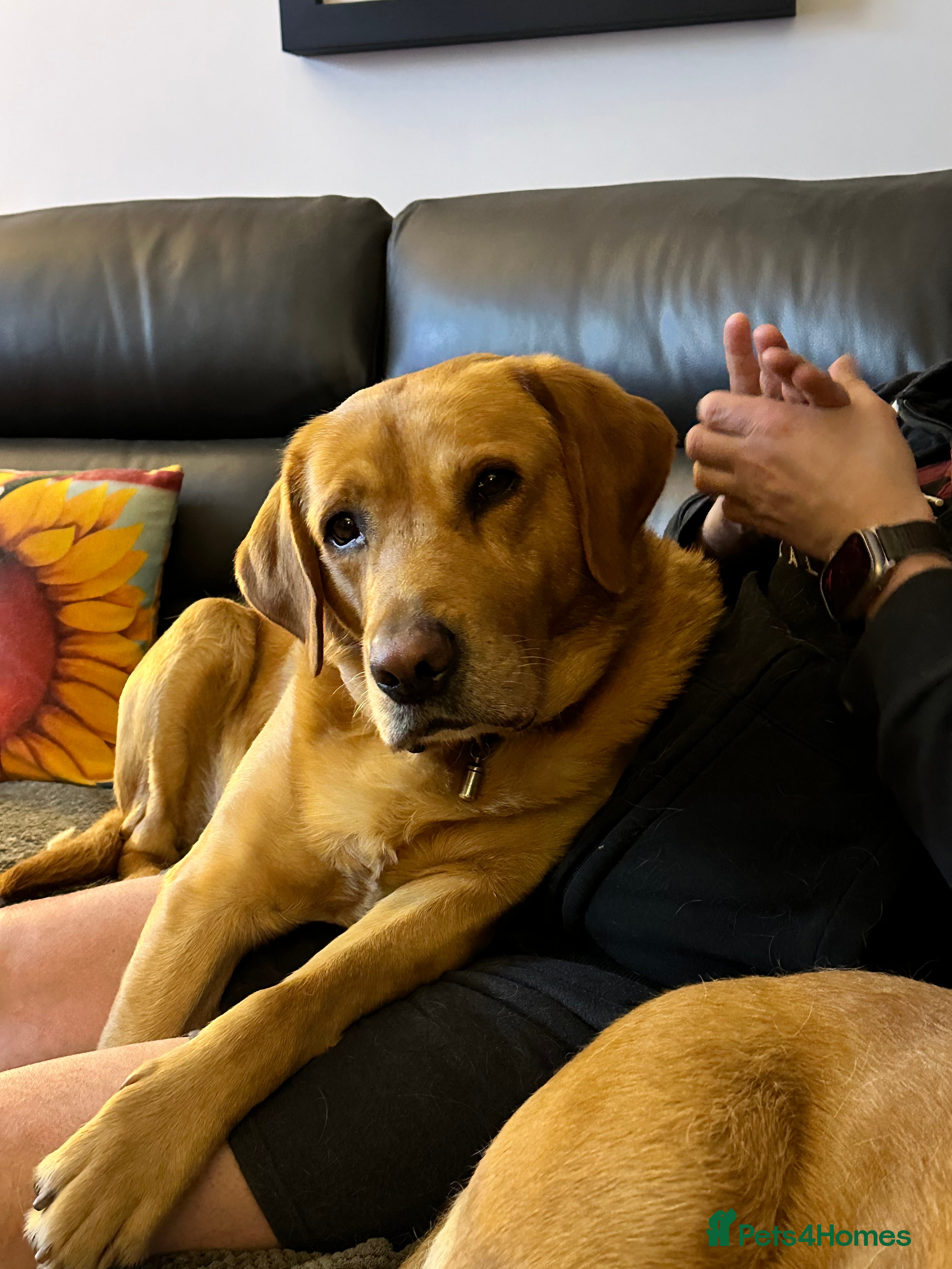 Labrador Retriever dogs 🐾🐾🦴Loving boy for Stud🦴🐾🐾 - Advert 1