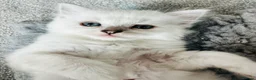 Ragdoll cats for sale: Last boy now reduced  - Advert 24